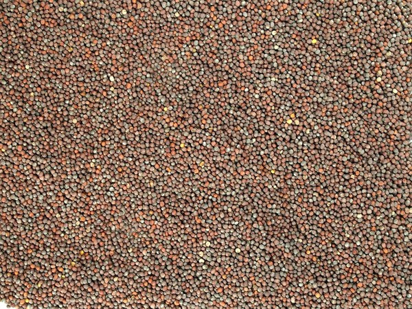 Mostaza negra entera - 100 g