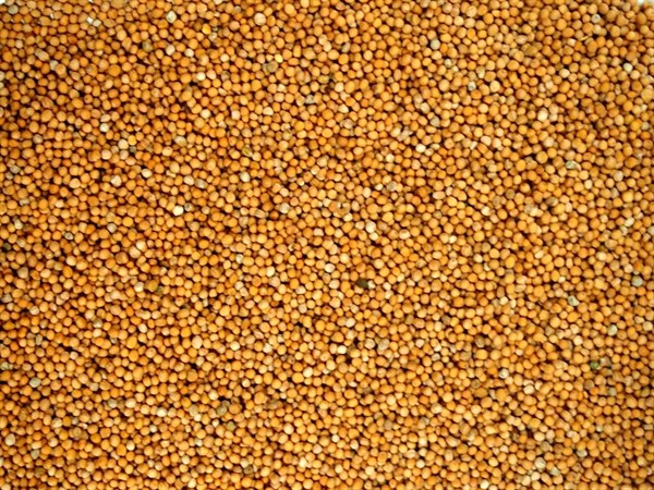 Mostaza blanca entera - 100 g