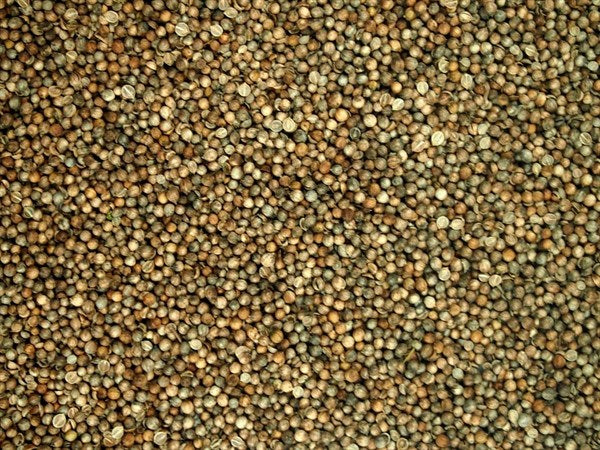 cilantro entero - 100 g