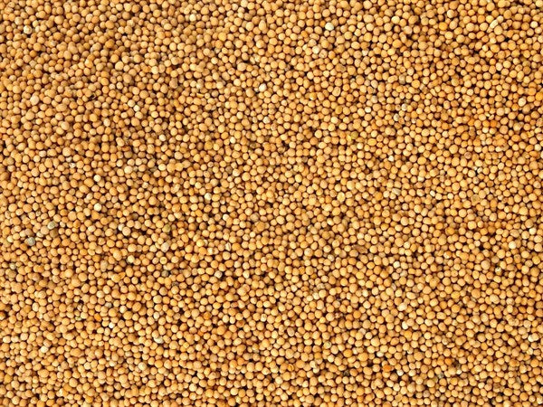 Mostaza blanca integral ecológica - 100 g