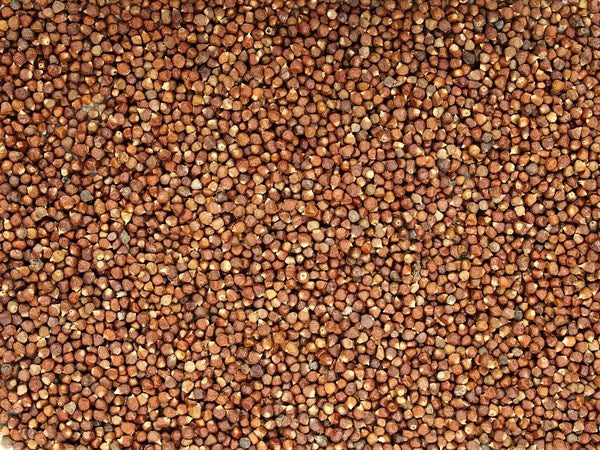 Pimiento de Guinea - semillas de tomate - 100 g